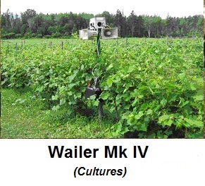 Système auditif - Wailer Mk IV (cultures)